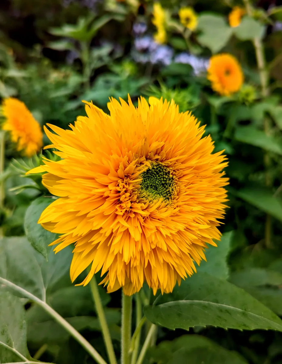 Teddy Bear Sunflower
